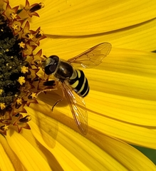 Syrphus opinator