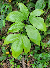 Tectaria polymorpha