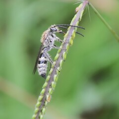 Campsomerinae