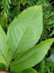 Tectaria polymorpha