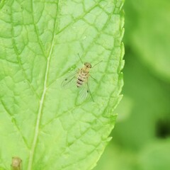 Chrysopilus
