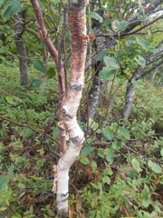 Betula