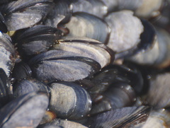 Mytilus