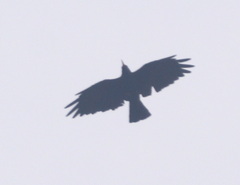 Pyrrhocorax pyrrhocorax