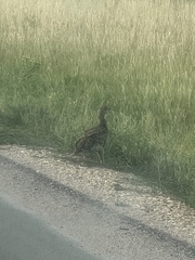 Tympanuchus phasianellus