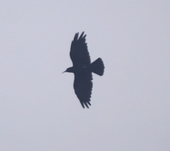 Pyrrhocorax pyrrhocorax