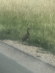 Tympanuchus phasianellus