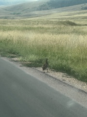 Tympanuchus phasianellus