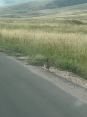 Tympanuchus phasianellus