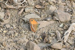 Coenonympha arcanioides