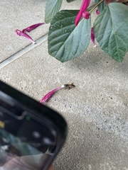 Apis mellifera