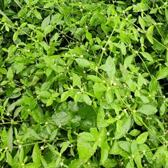 Alternanthera bettzickiana