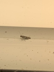 Crossopriza lyoni
