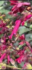 Apis mellifera