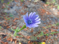 Cichorium pumilum