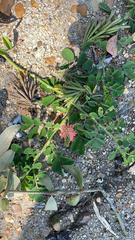 Indigofera spicata