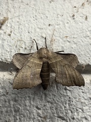 Crossopriza lyoni