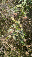 Monarda fistulosa