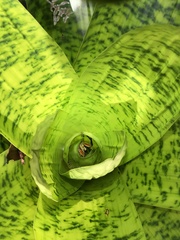 Cupiennius coccineus