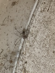 Crossopriza lyoni