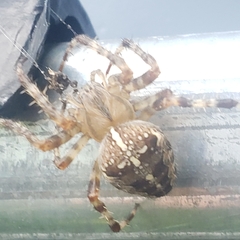 Araneus diadematus