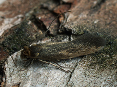 Monopis pallidella