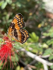 Chlosyne californica