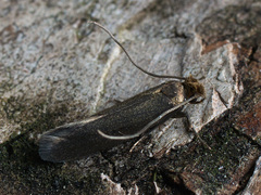 Monopis pallidella
