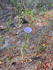 Cichorium pumilum