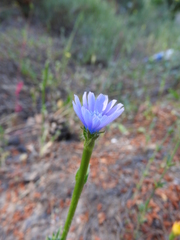 Cichorium pumilum