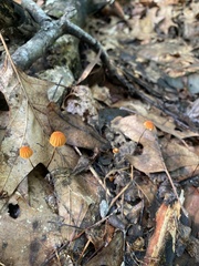 Marasmius siccus
