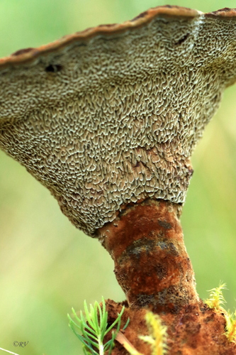 Representative image of Hymenochaetaceae