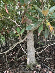 Rhododendron maximum