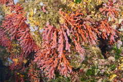 Corallium rubrum