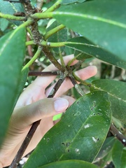 Rhododendron maximum