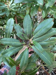 Rhododendron maximum