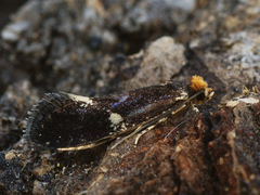 Monopis weaverella