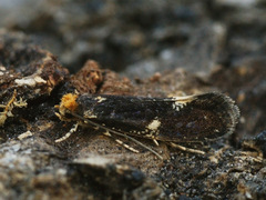 Monopis weaverella