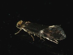 Monopis weaverella