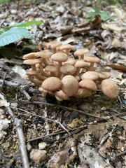 Desarmillaria