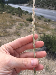 Thinopyrum intermedium