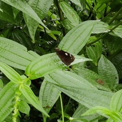 Notocrypta curvifascia