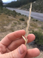 Thinopyrum intermedium