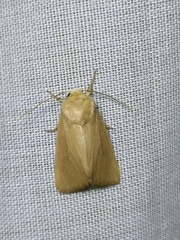 Mythimna sicula