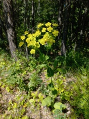Bupleurum aureum
