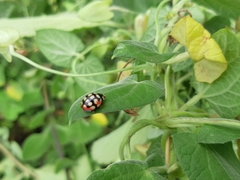 Cheilomenes sulphurea