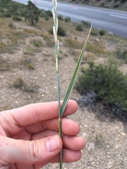 Thinopyrum intermedium