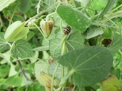 Cheilomenes sulphurea