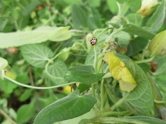 Cheilomenes sulphurea