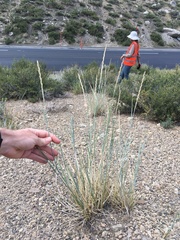 Thinopyrum intermedium